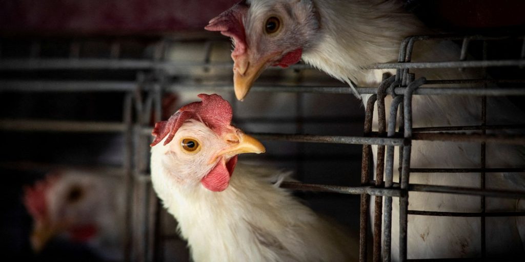 fao:-caso-de-gripe-aviaria-no-brasil-marca-nova-etapa-do-virus