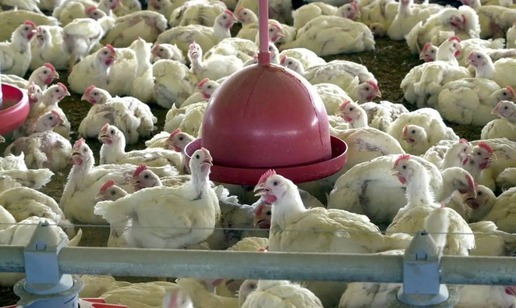 gripe-aviaria:-exportacao-de-frango-brasileiro-esta-suspensa-para-9-destinos