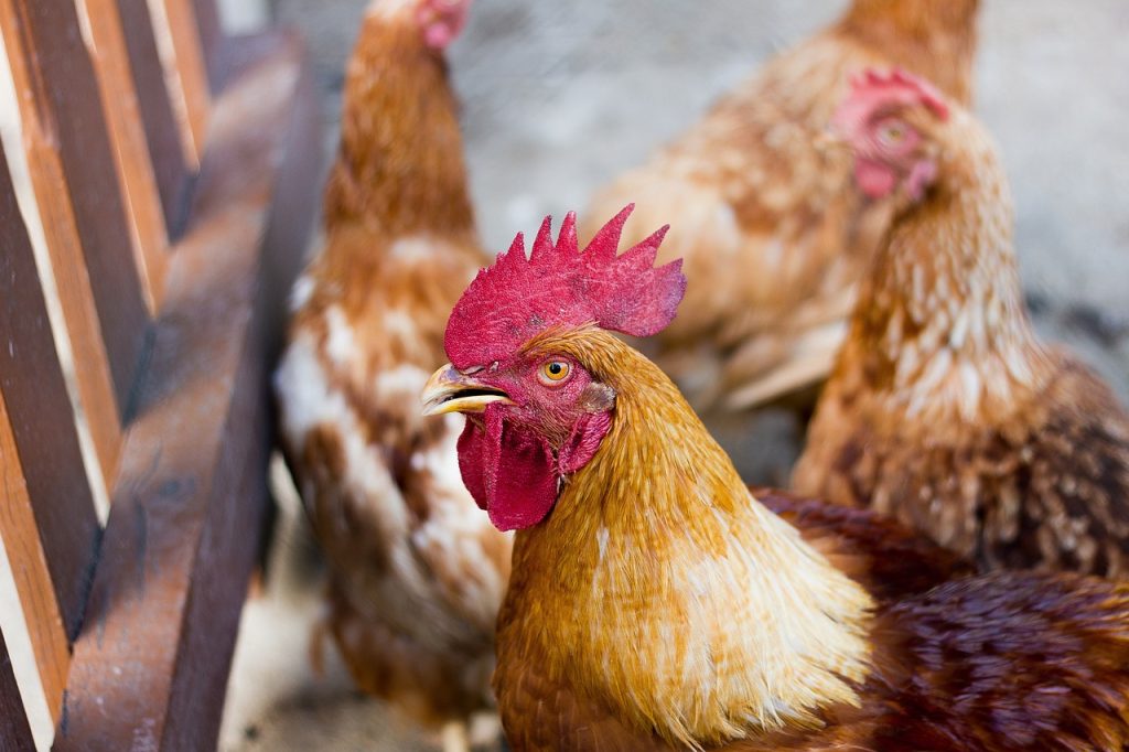 japao-suspende-parcialmente-importacoes-de-frango-do-brasil-com-caso-de-gripe-aviaria