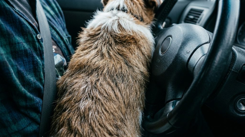 “fui-dirigir-com-meu-cachorro-no-colo-porque-o-trajeto-era-bem-curto”-o-que-o-codigo-de-transito-permite-nesse-caso
