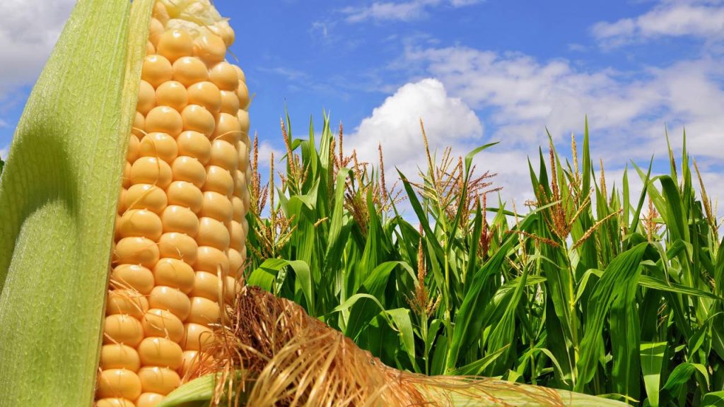 commodities:-milho-ganha-forca-com-alta-do-petroleo-e-exportacoes
