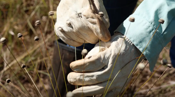pesquisadores-encontram-plantas-extintas-ha-30-anos-em-area-mantida-pela-vale-em-mg