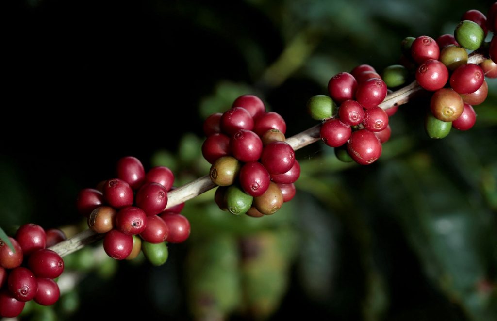 exportacoes-de-cafe-e-soja-crescem,-mas-as-do-milho-caem- no-inicio-de-agosto